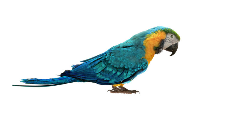width=768