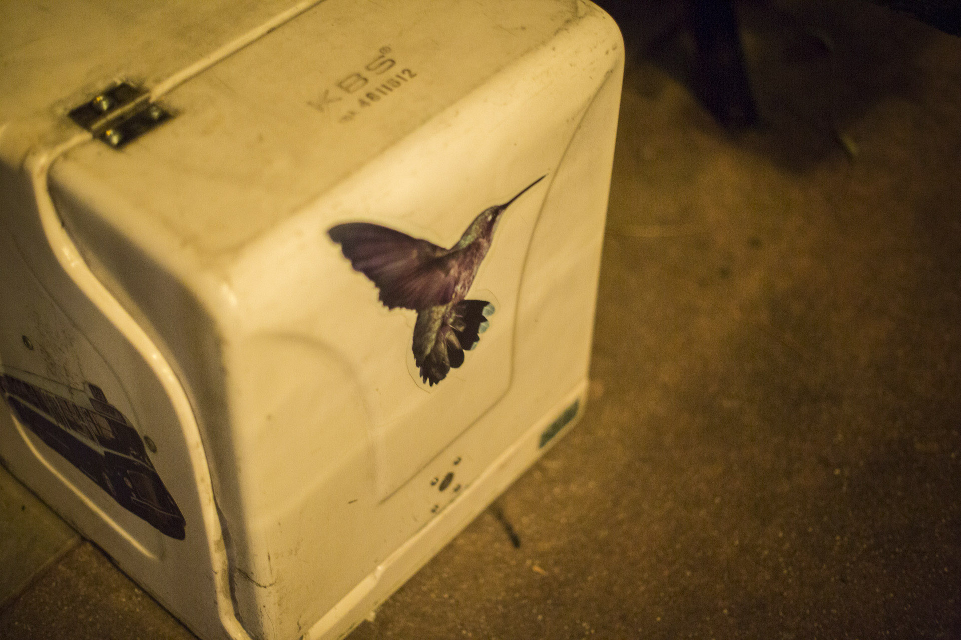 colibri p (17)