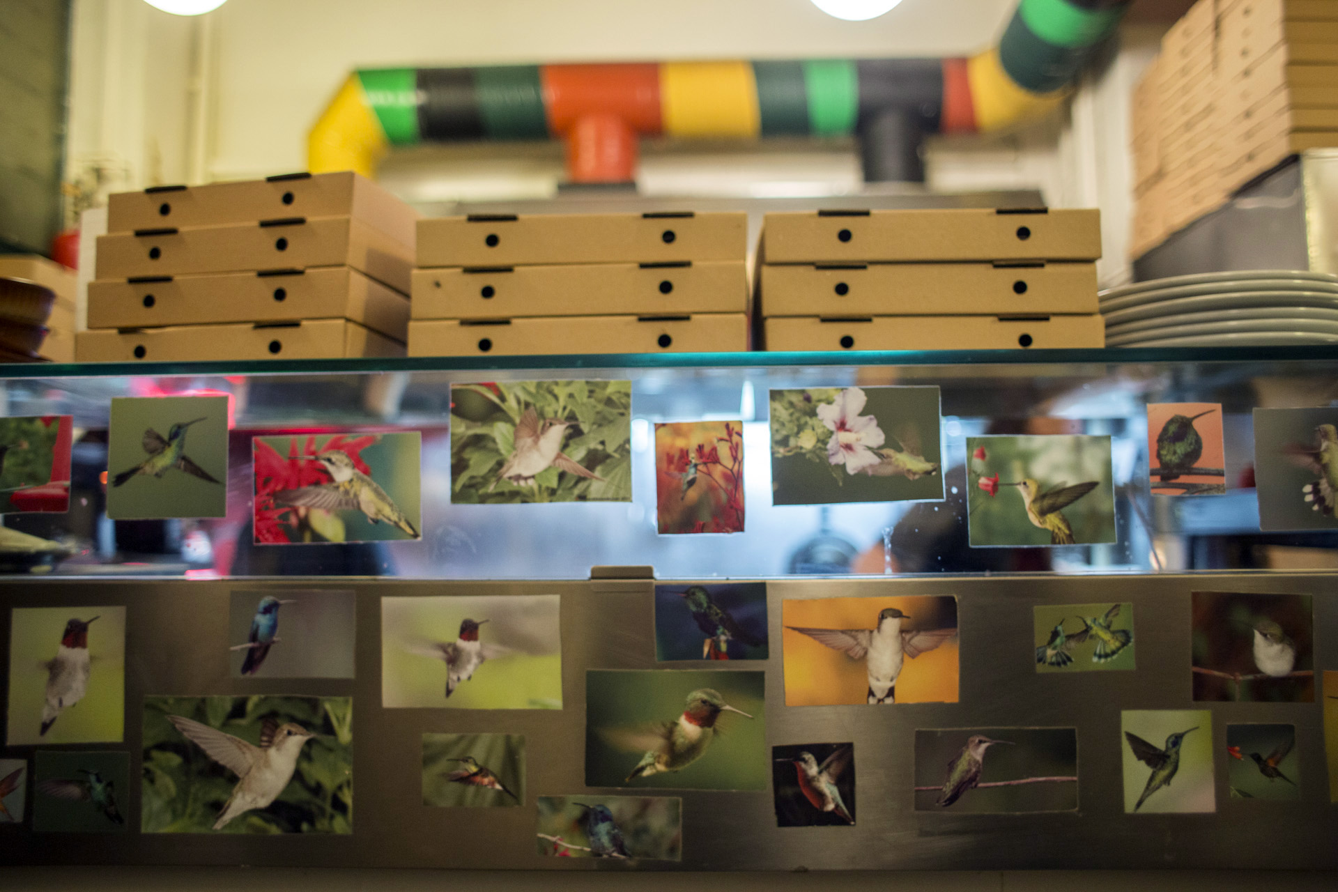 colibri p (6)