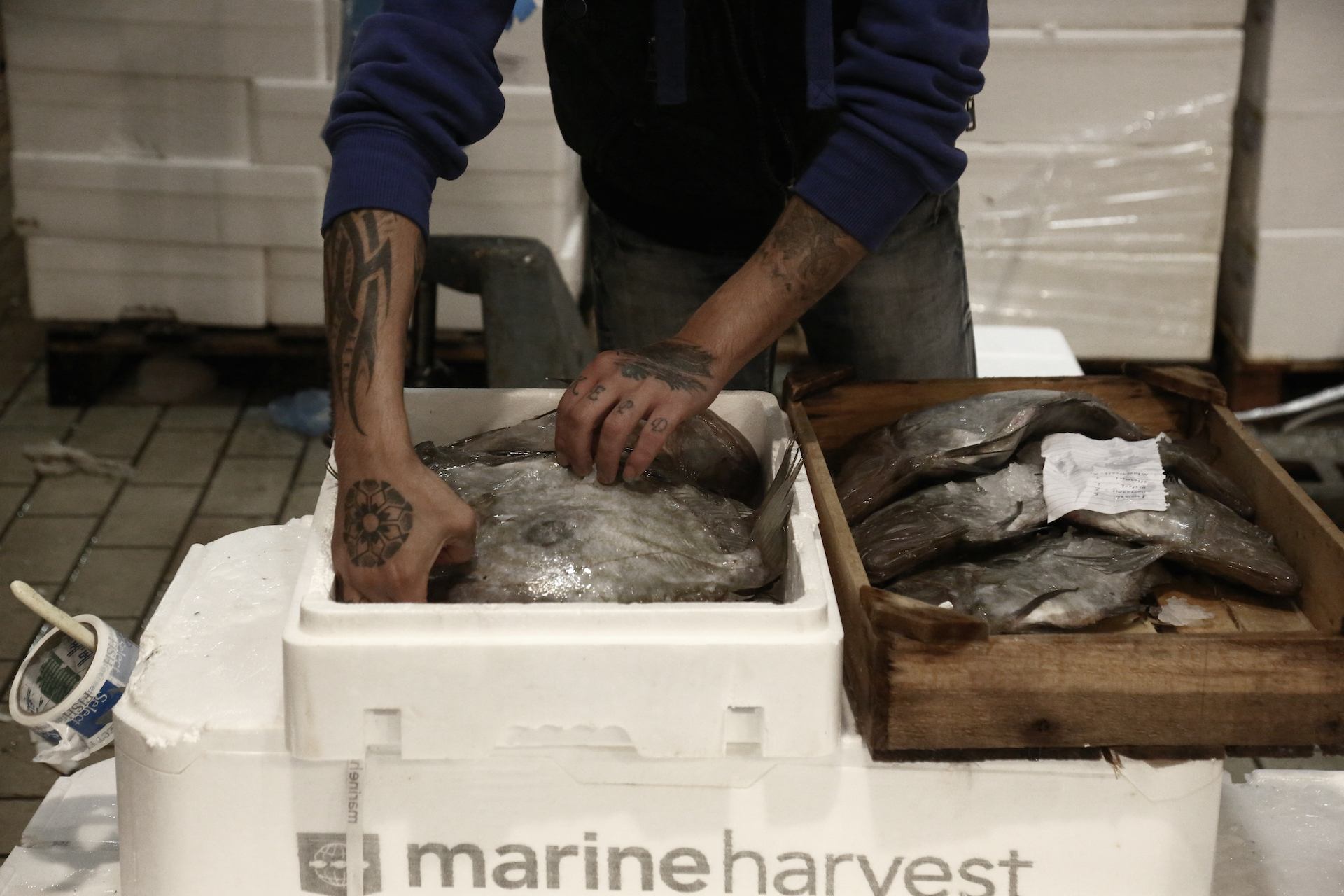 alexandros_katsis_keratsini_ixthioskala_12_20141014