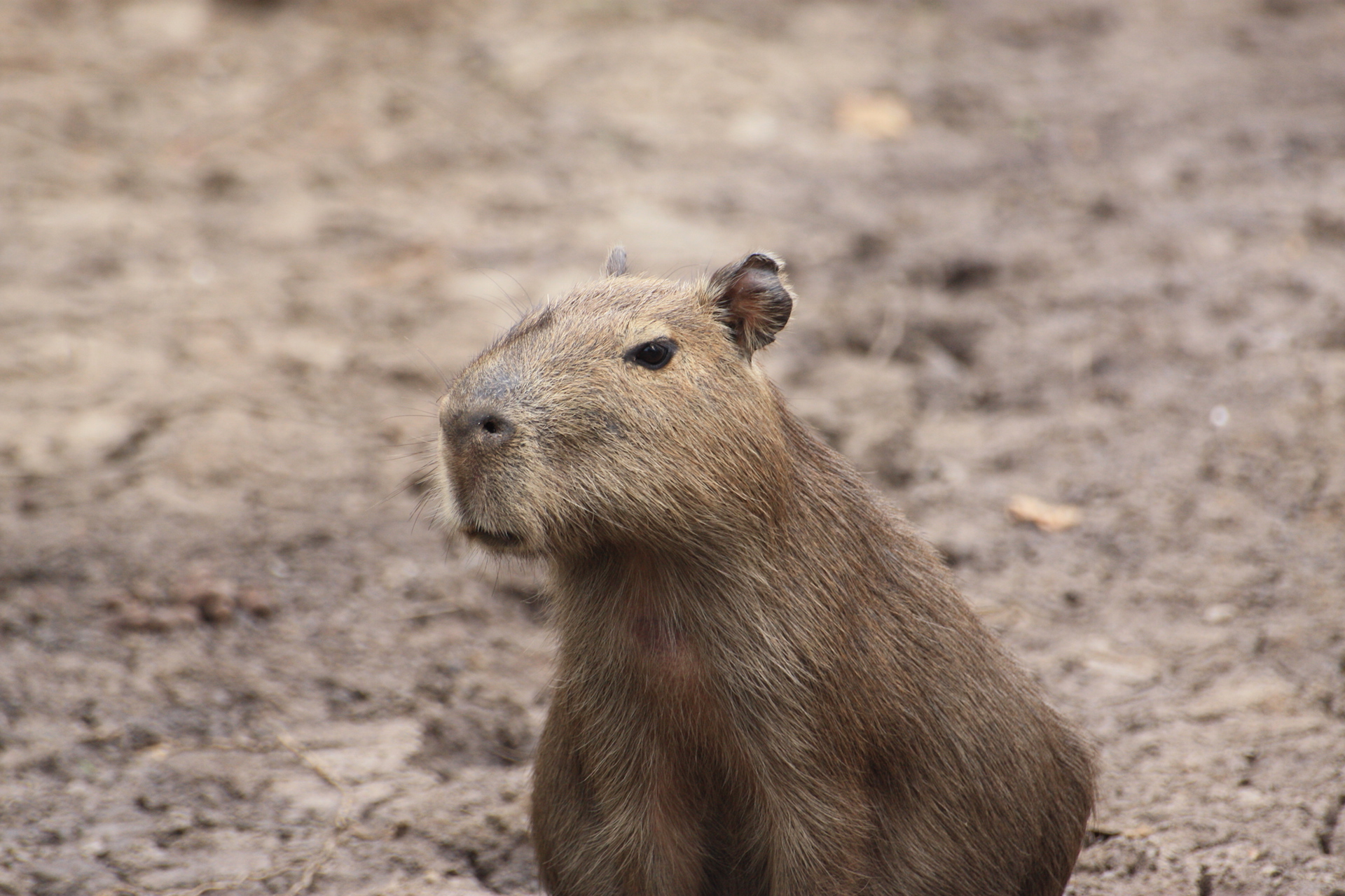capybara (2)