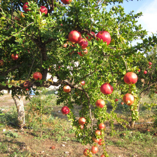 Κούρεμα και ξύρισμα!
