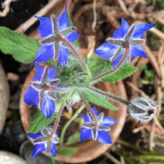 Τα μπλε της άνοιξης