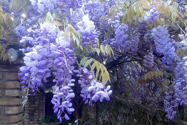 cali2-thumb-large (1)