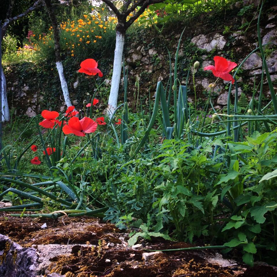 13428010_1720331718239269_4100135339964058795_n