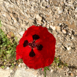 Το κόκκινο της ζωής