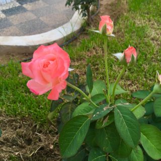 Τα ρόδα του Μοσχάτου