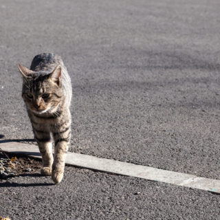Ποιος σκοτώνει τις γάτες στην Κηφισίας; 