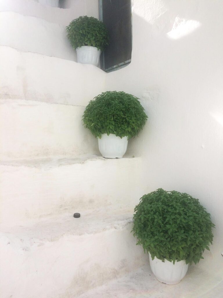 Σαλής Αστυπάλαια