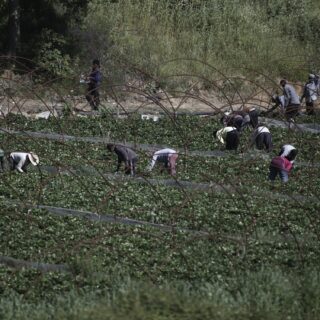 Εξαρθρώθηκε κύκλωμα εκμετάλλευσης μεταναστών εργατών γης