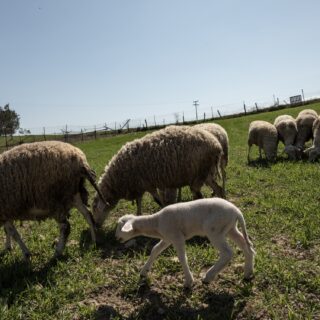 Παρατείνονται τα μέτρα για την ευλογιά των αιγοπροβάτων στην Κρήτη