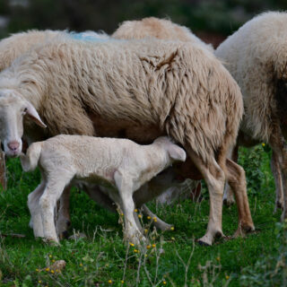 Κυβερνητική σύσκεψη με περιφερειάρχες για την ευλογιά των αιγοπροβάτων