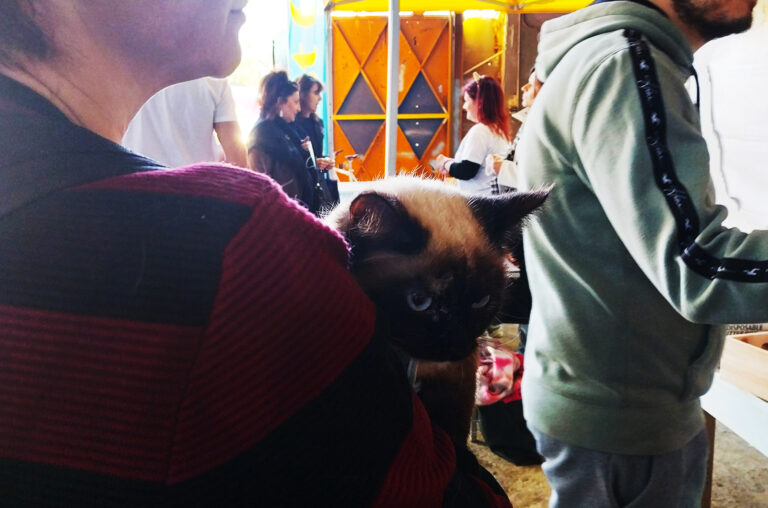 cat festival athens