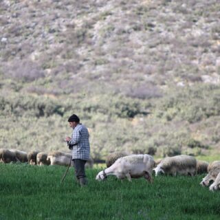 Σε κατάσταση έκτακτης ανάγκης η Λέσβος λόγω αφθώδους πυρετού