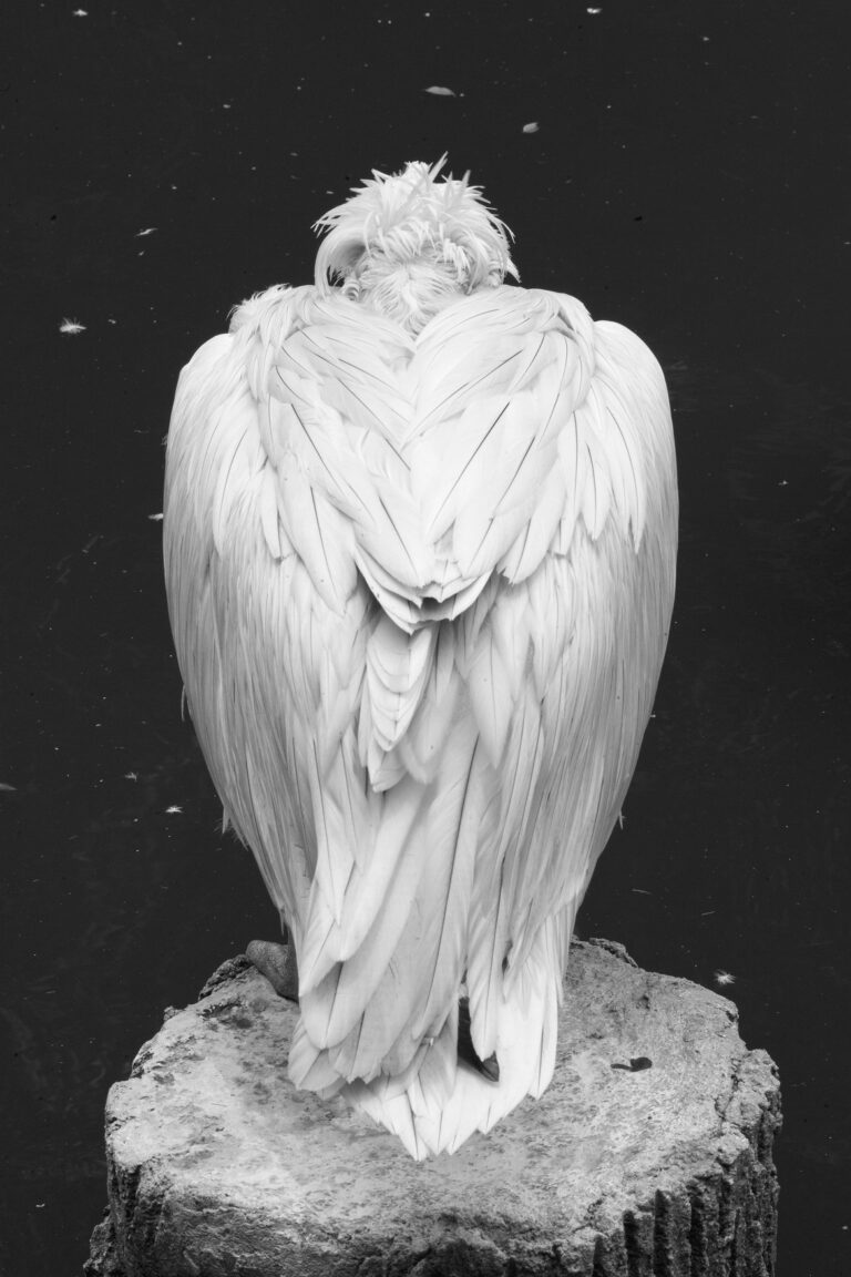 Who are You, Looking at Me?, 2015. Singapore © Muriel Pénicaud