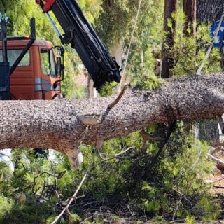 Η ανακοίνωση του Δήμου Αθηναίων στην πτώση των δέντρων