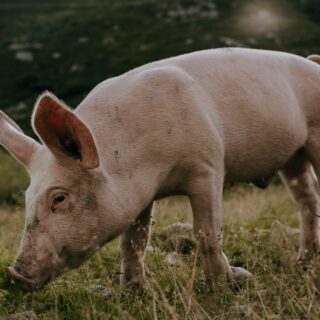 Η πρώτη μεταμόσχευση ήπατος από χοίρο σε άνθρωπο