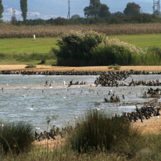 Θεσσαλονίκη: Έκαναν εξορύξεις άμμου σε περιοχή Natura 2000