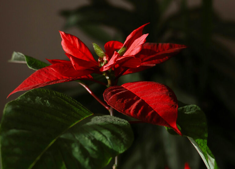 Σώσε το Αλεξανδρινό σου