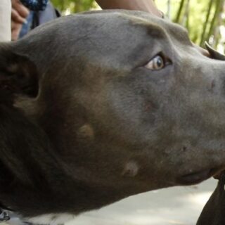 Ζάκυνθος: Συγκλονίζει ο θάνατος του 2χρονου από επίθεση πιτ μπουλ