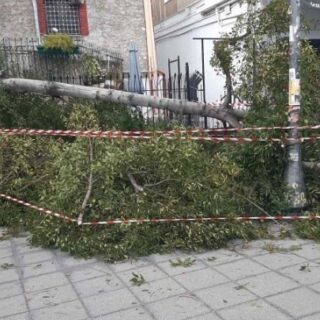 Θεσσαλονίκη: Μεγάλο δέντρο έπεσε σε δύο αυτοκίνητα στη Χαριλάου