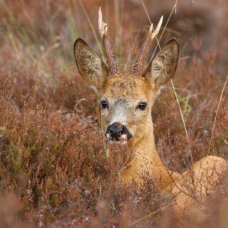 Θεσσαλονίκη: Ζευγάρι ζαρκαδιών εντοπίστηκε στο Σέιχ Σου