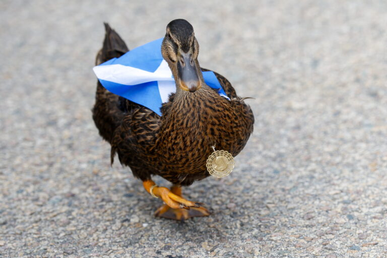 Tartan Army