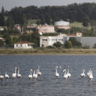 Απόφαση σταθμός του ευρωδικαστηρίου θωρακίζει τις περιοχές Natura 2000