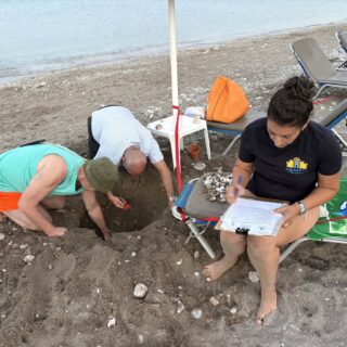 Δεκάδες χελωνάκια caretta caretta βγήκαν μέσα από φωλιά κάτω από ξαπλώστρα στη Ρόδο