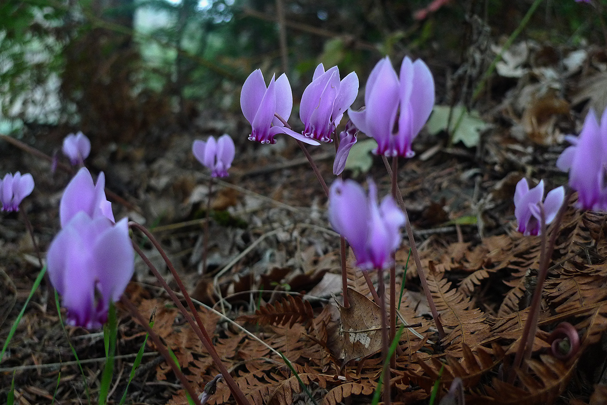 kostaris10 P1020585